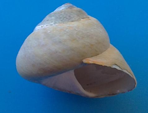 Gibbula adriatica?